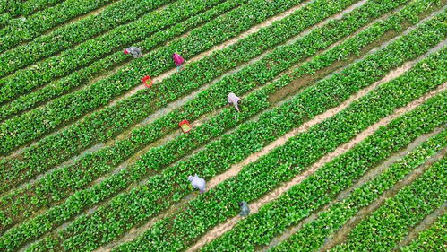 中國農科院加快選育良種與生物農藥技術研發，支撐種業振興