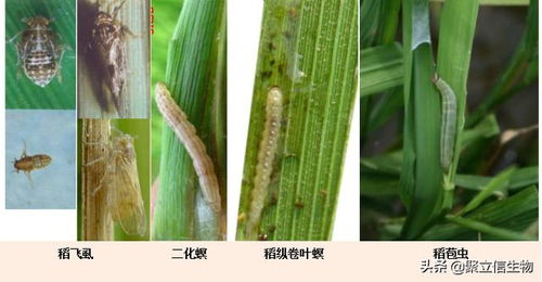 水稻害蟲(chóng)克星 綠僵菌421的生物農(nóng)藥技術(shù)突破