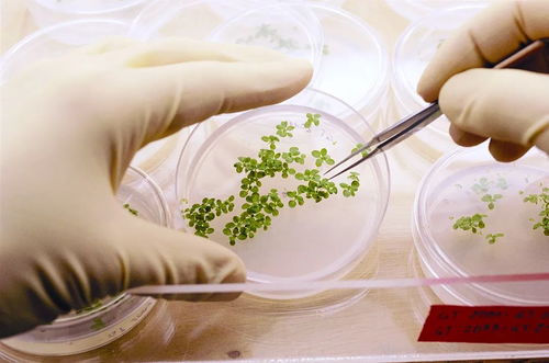 中國(guó)中化 生物農(nóng)藥技術(shù)研發(fā)引領(lǐng)綠色農(nóng)業(yè)未來(lái)