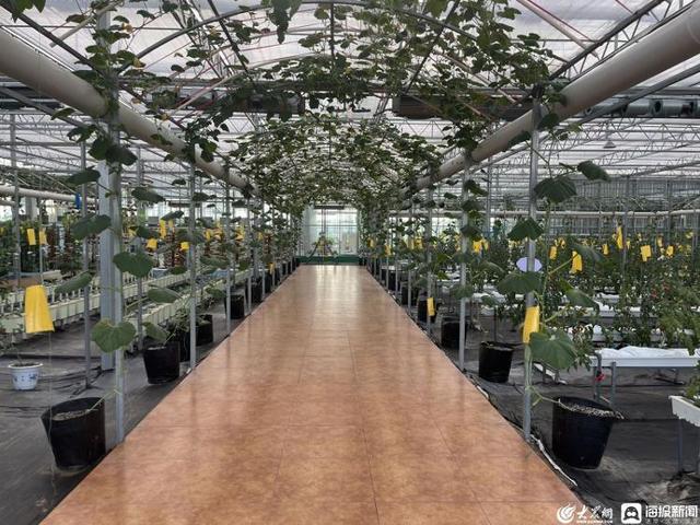 諸城市龍都街道 實(shí)施綠色興農(nóng) 打造生態(tài)農(nóng)業(yè)新樣板